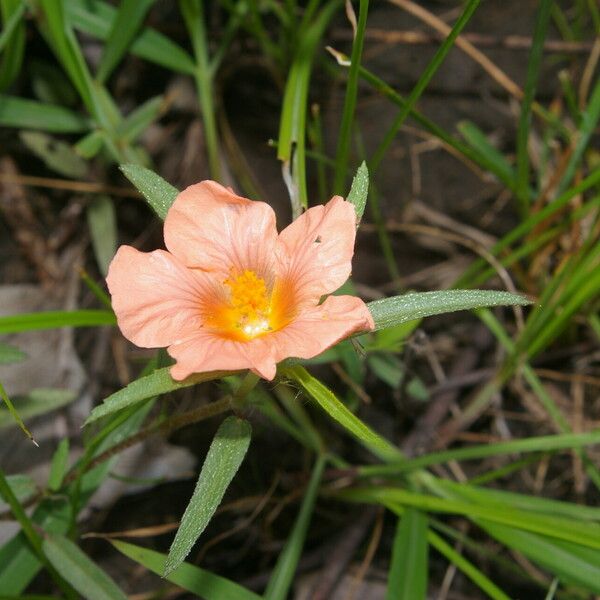 Sida ciliaris Květ