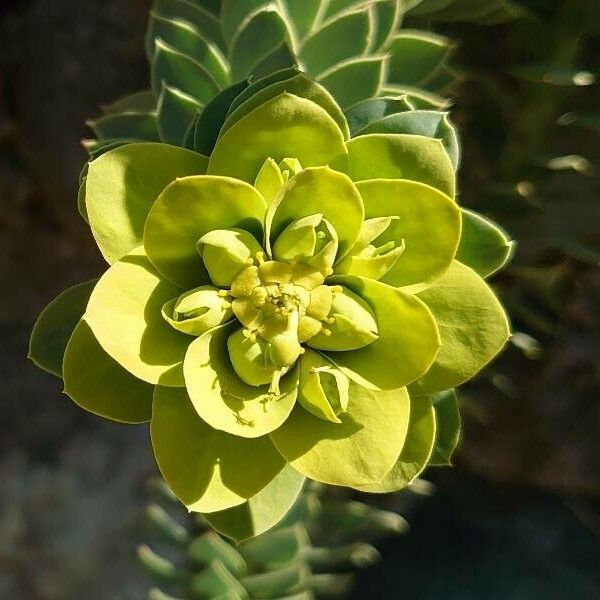 Euphorbia myrsinites Žiedas