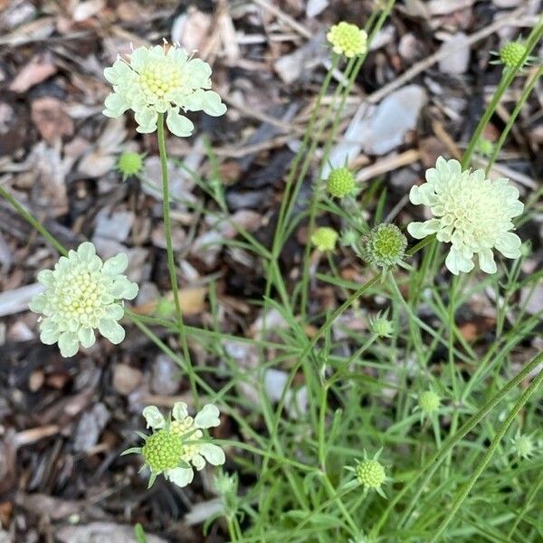 Scabiosa ochroleuca Blodyn