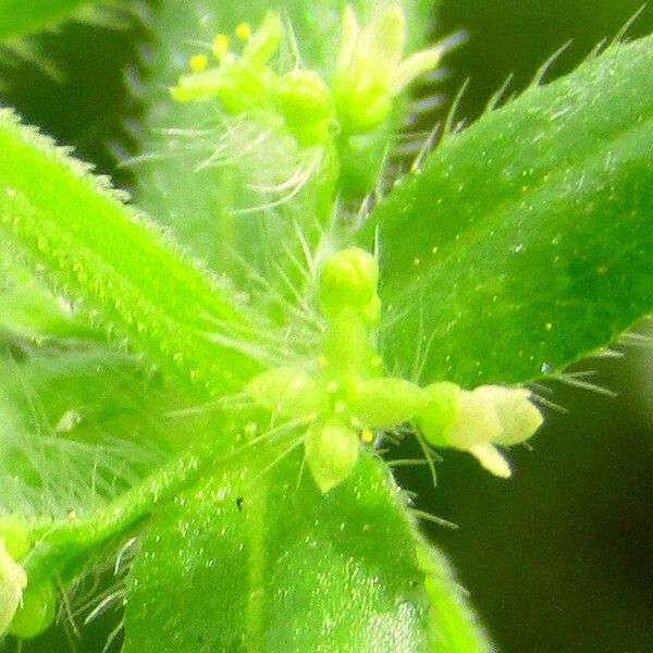 Cruciata pedemontana Flor