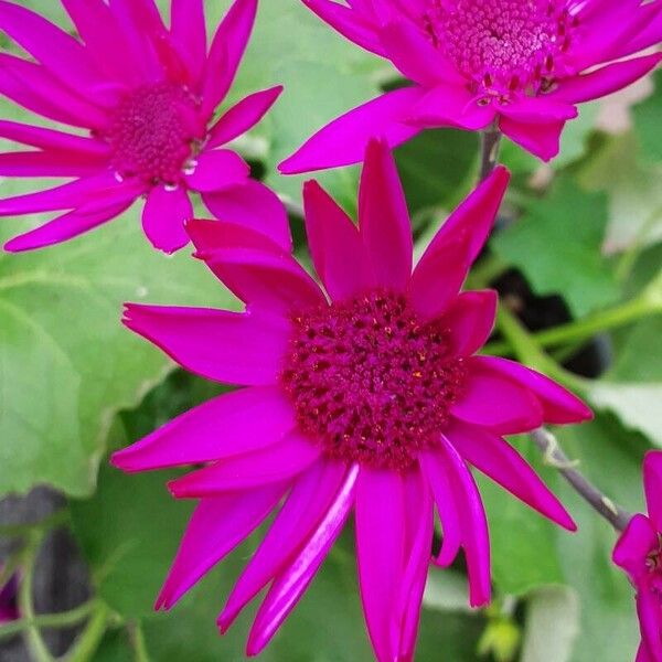 Pericallis lanata Flower