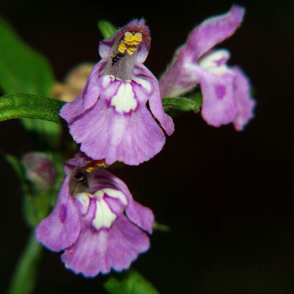 Galeopsis ladanum 花