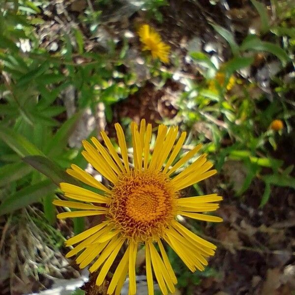 Inula salicina Flower