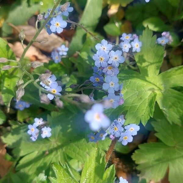 Myosotis sylvatica 花