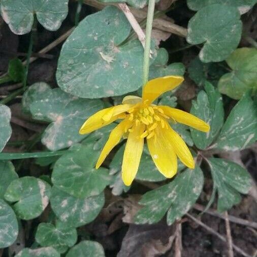 Ficaria verna Floare