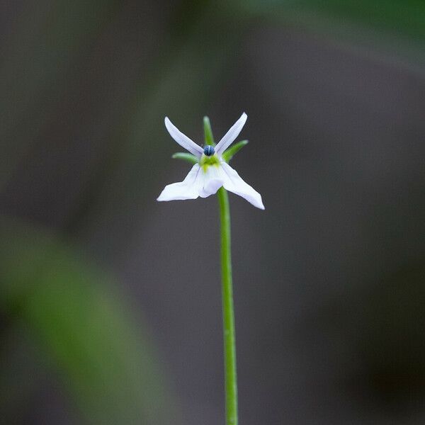 Lobelia purpurascens പുഷ്പം