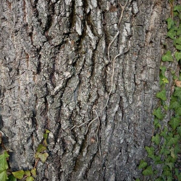 Quercus robur പുറംതൊലി