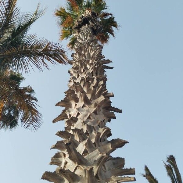 Washingtonia robusta Kabuk