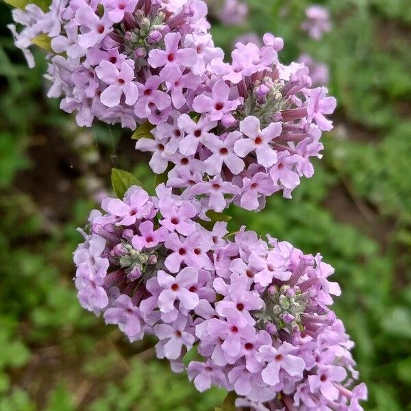 Buddleja alternifolia Flor