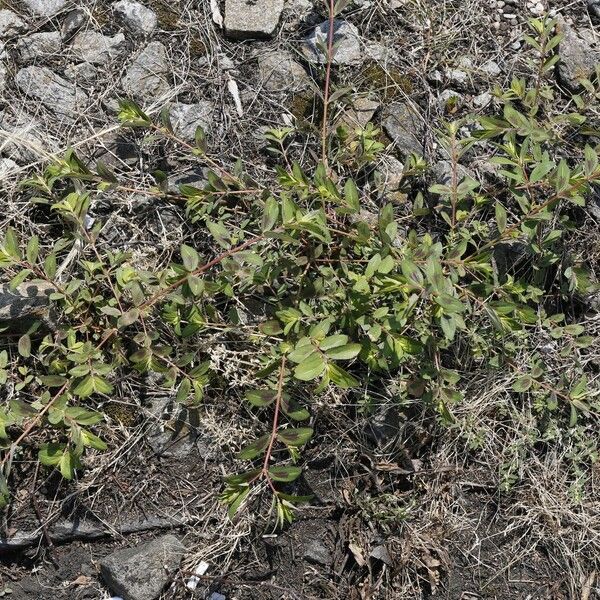 Euphorbia nutans Habitus