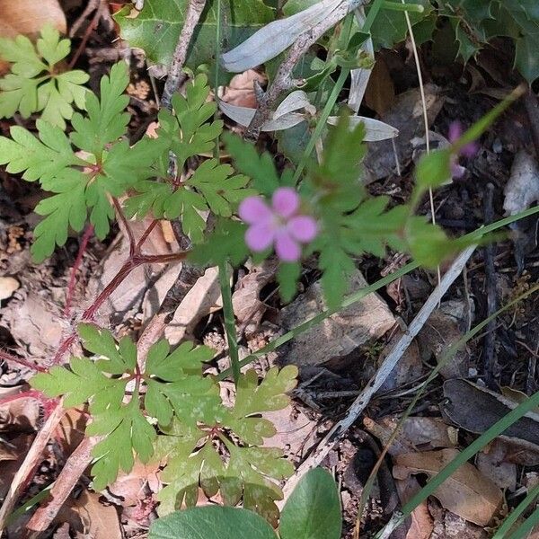 Geranium purpureum 花