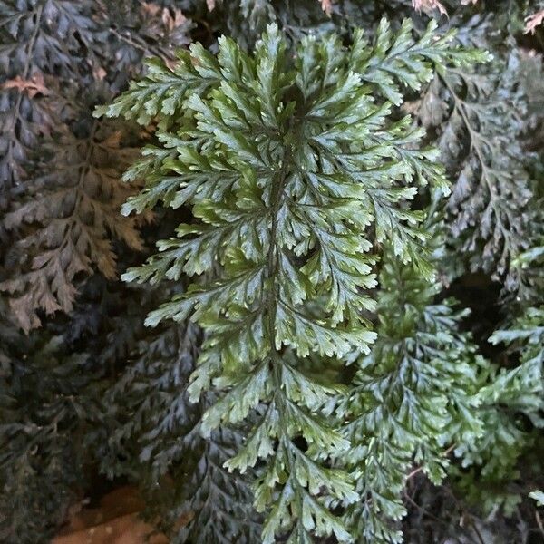 Vandenboschia speciosa Leaf