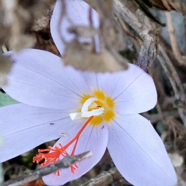 Crocus pulchellus Žiedas