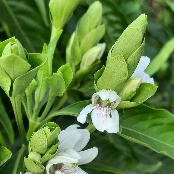 Ecbolium viride Flor