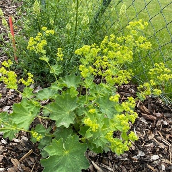 Alchemilla xanthochlora Habit