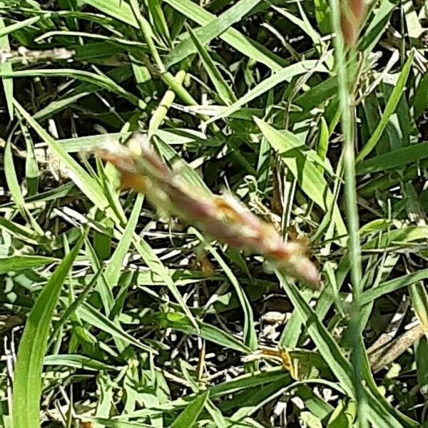 Eragrostis superba Flor