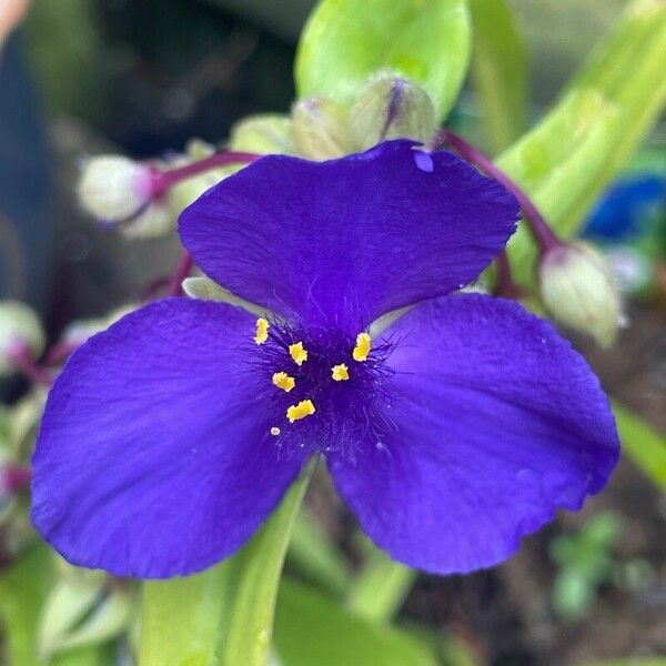 Tradescantia virginiana Flower