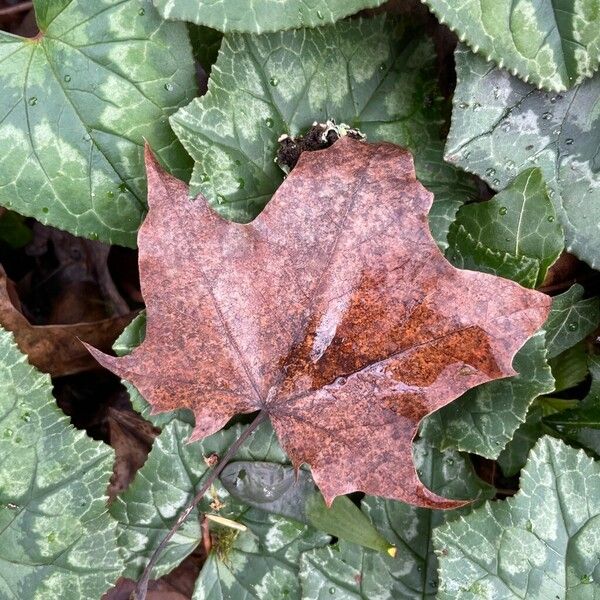 Acer cappadocicum Leaf