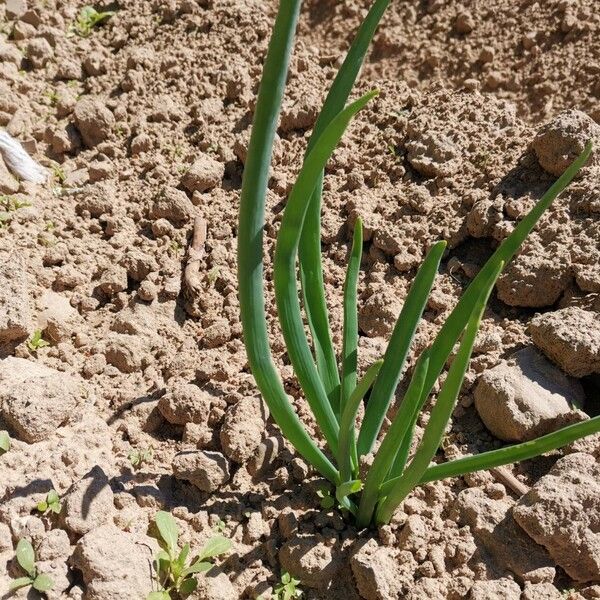 Allium cepa Blatt