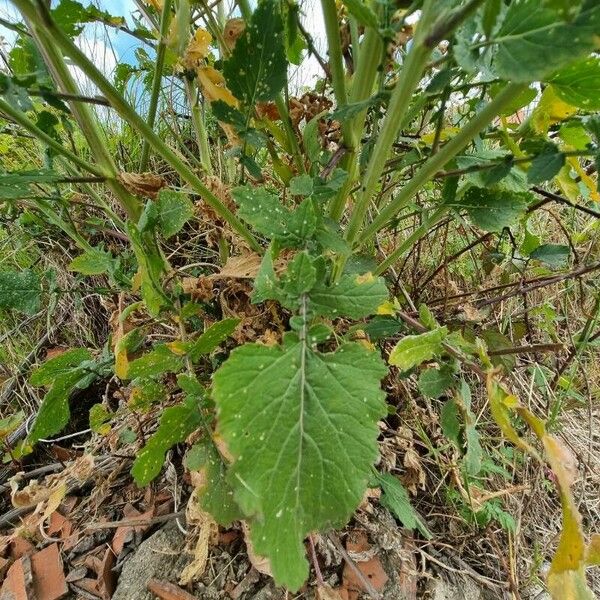 Rapistrum rugosum Folha