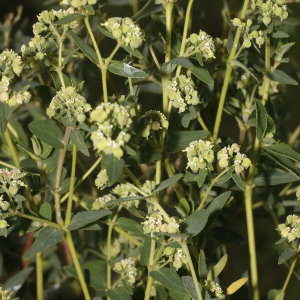 Euphorbia lasiocarpa Habit