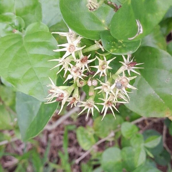 Jasminum sambac Квітка