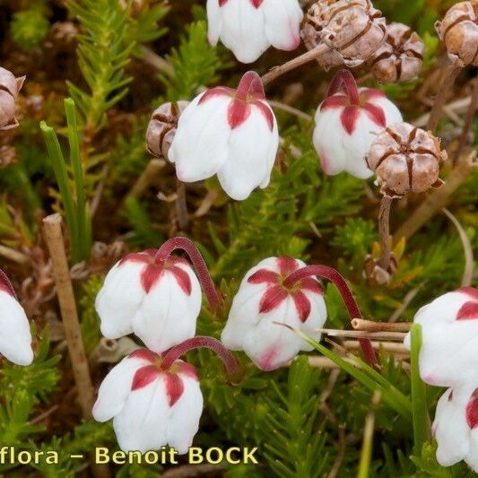 Cassiope hypnoides Кветка