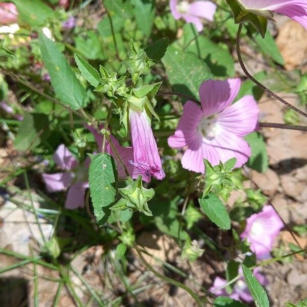 Malva punctata Flower