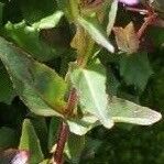 Epilobium alsinifolium Листок