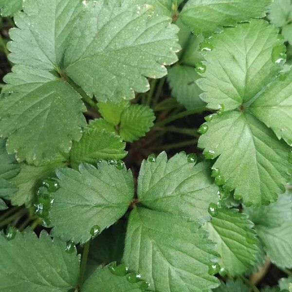 Potentilla indica 葉