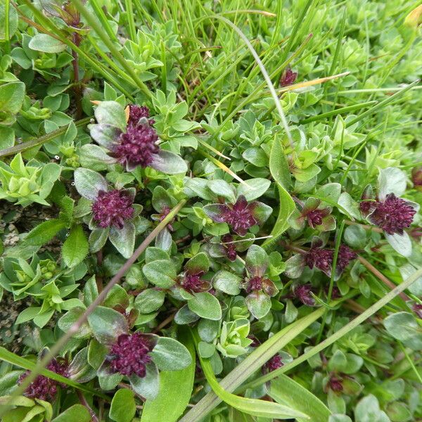 Thymus praecox Leaf