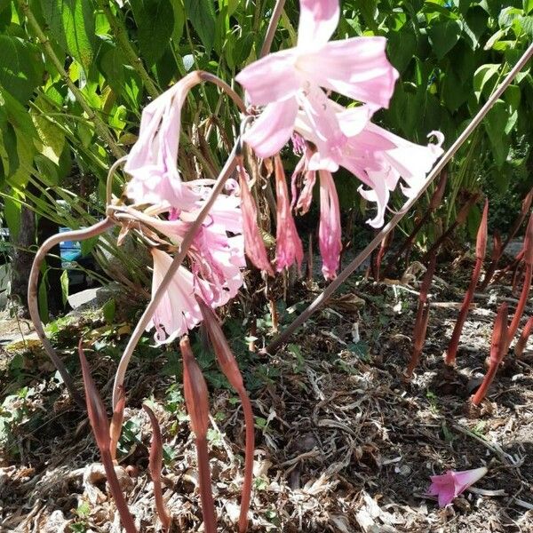 Amaryllis belladonna Flower