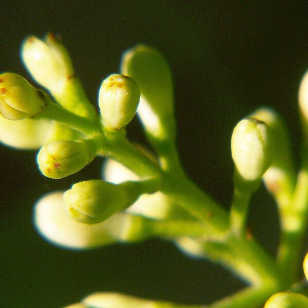 Ligustrum robustum Cvet