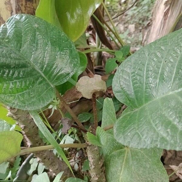 Dorstenia elata Leaf