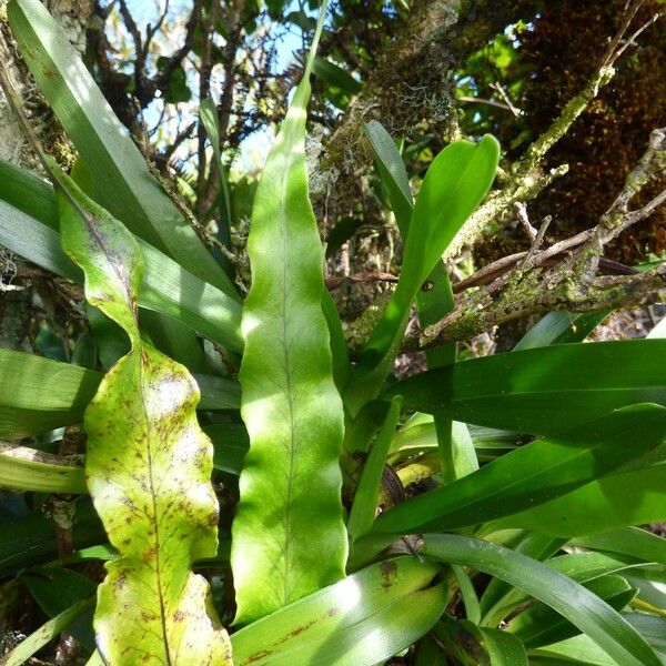 Lepisorus spicatus Leaf