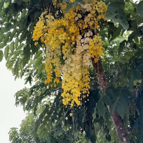 Cassia fistula বাকল