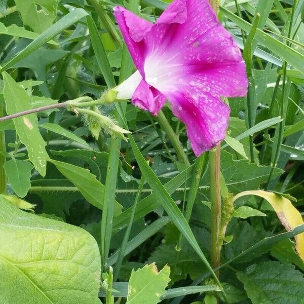 Ipomoea purpurea Flower