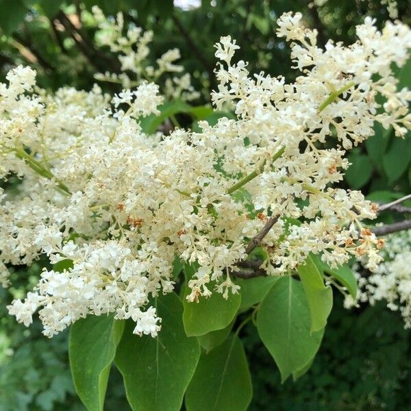 Syringa reticulata Flower