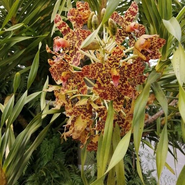 Grammatophyllum speciosum Цвят