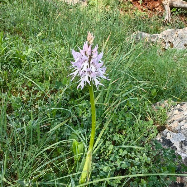 Orchis italica Bloem