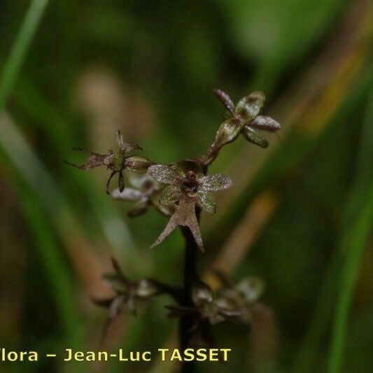 Neottia cordata Flower