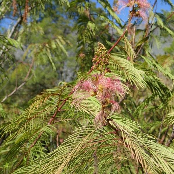 Calliandra houstoniana 花