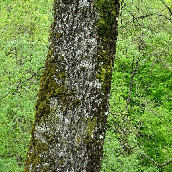 Populus alba Casca