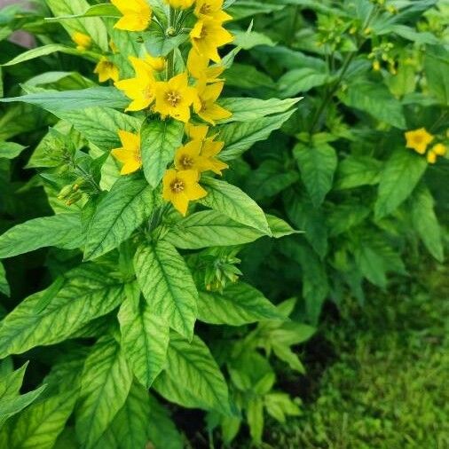 Lysimachia punctata Blüte