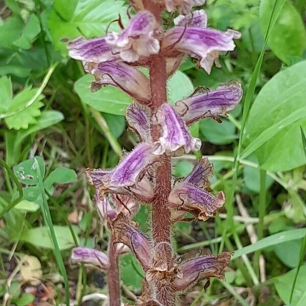 Orobanche minor Pokrój