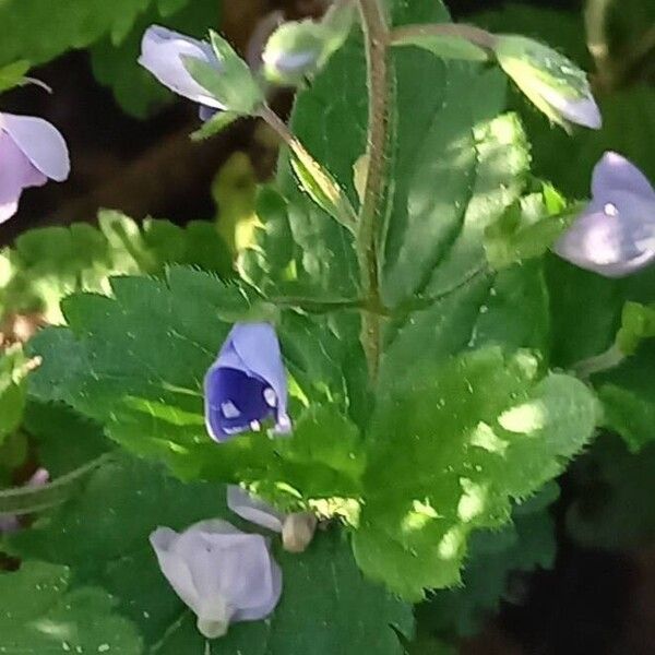 Veronica chamaedrys Leaf