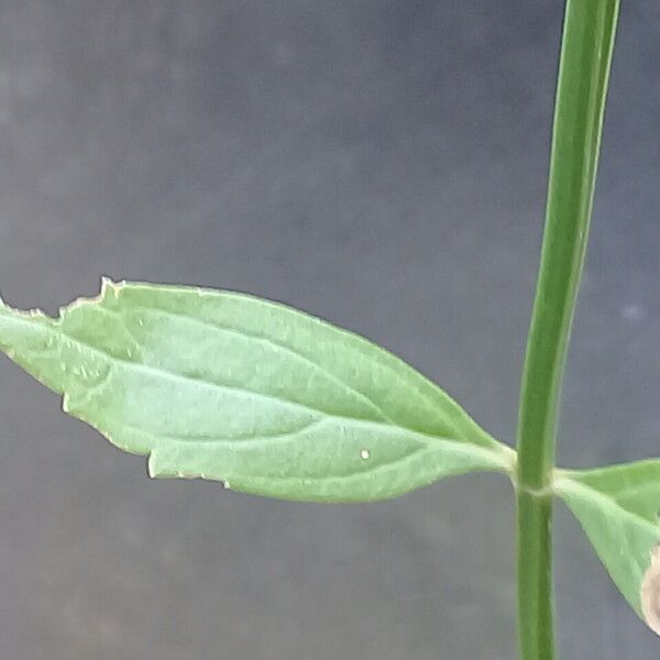 Valerianella dentata Leaf