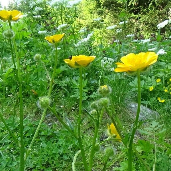 Ranunculus polyanthemos പുഷ്പം