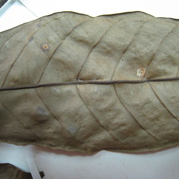 Guarea scabra