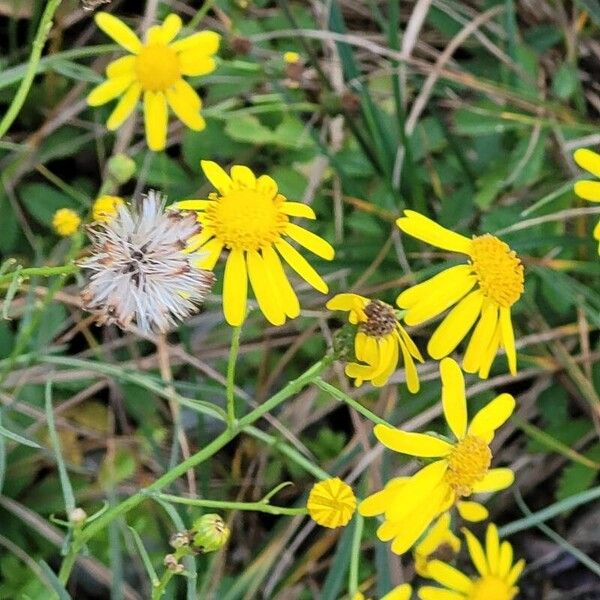 Senecio inaequidens 花